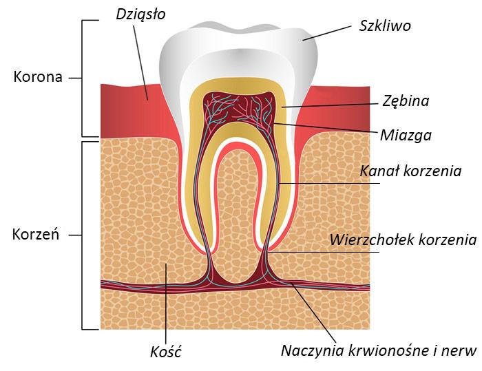 Profilaktyka stomatologiczna Katowice Model struktury zęba